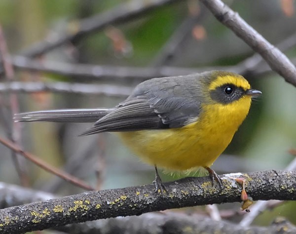 Yellow-bellied Fairy-Fantail - ML378790691