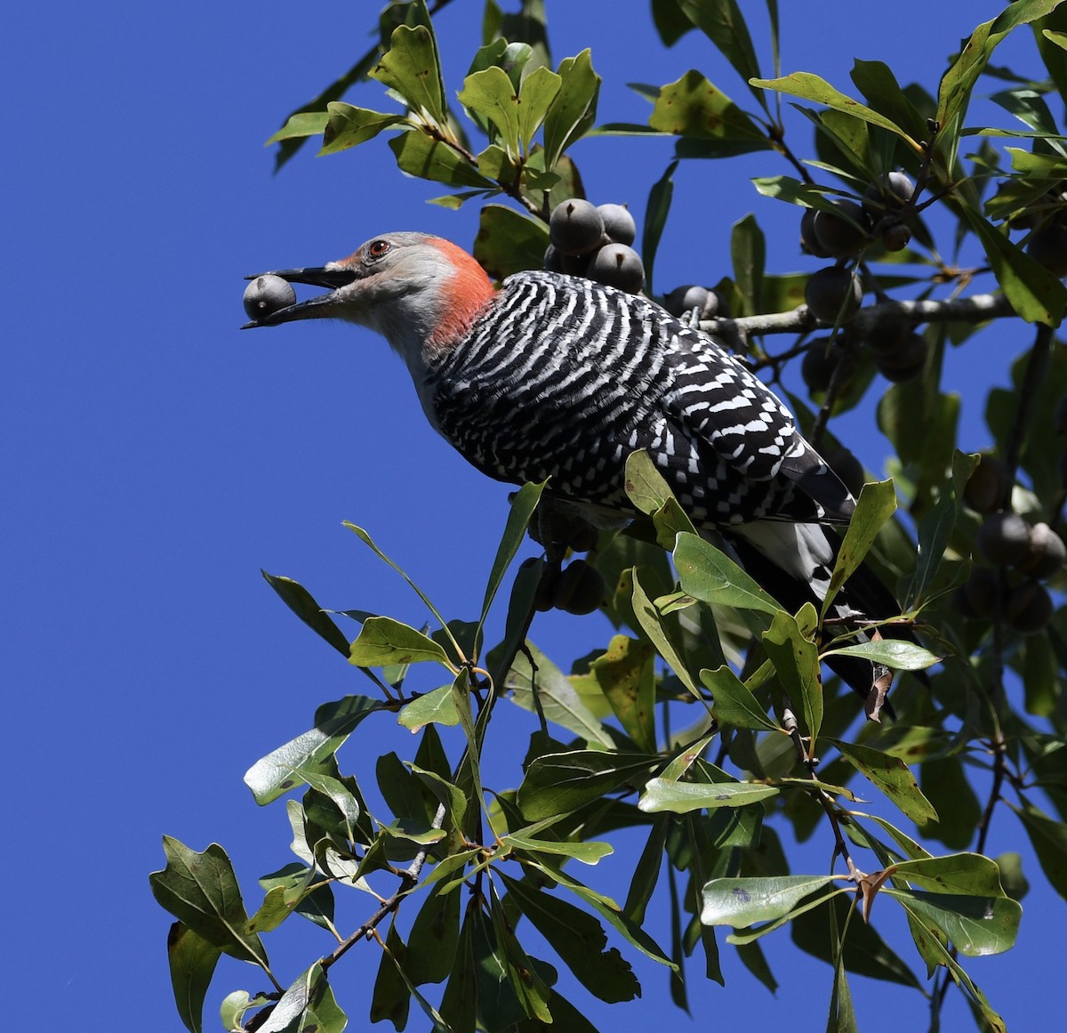 Red-bellied Woodpecker - ML378791601