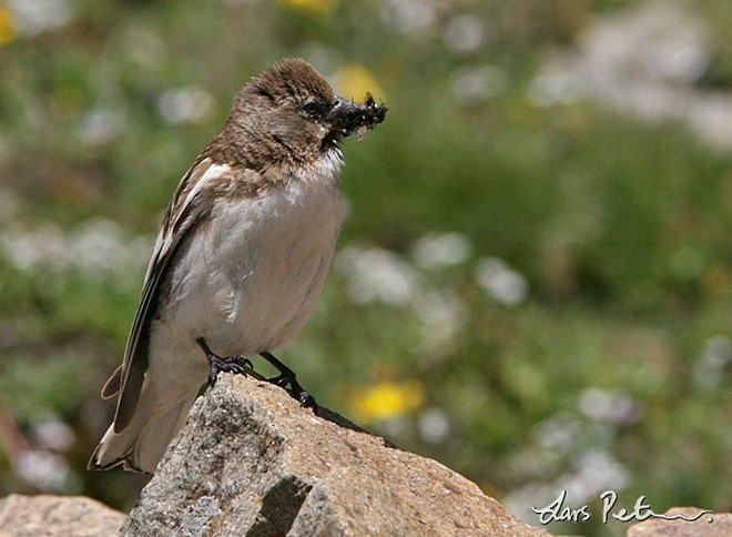 White-rumped Snowfinch - Lars Petersson | My World of Bird Photography