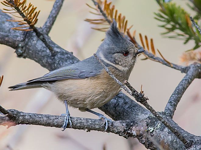Gray-crested Tit - ML378792691