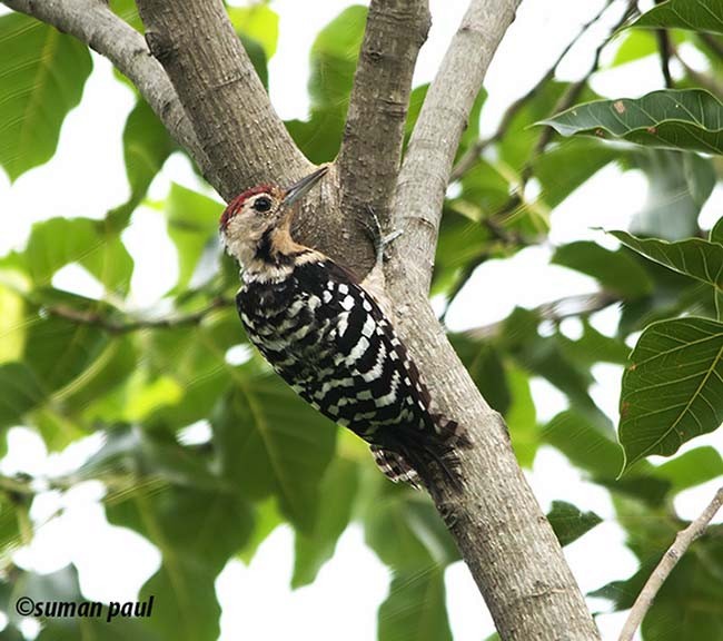 Fulvous-breasted Woodpecker - Suman Paul