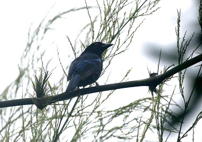 Philippine Fairy-bluebird - ML378795971
