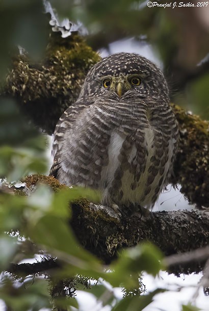 Collared Owlet - ML378796661