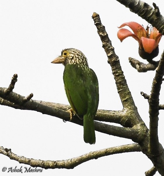 Lineated Barbet - ML378798541