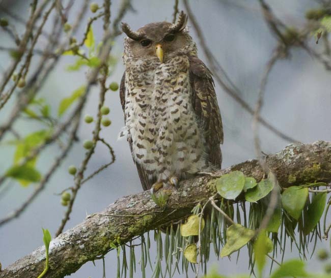 Spot-bellied Eagle-Owl - ML378798991