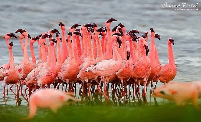 Lesser Flamingo - Dr.Anand Patel
