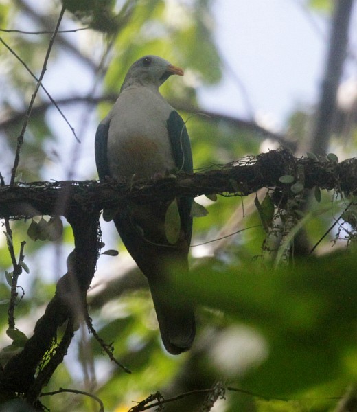 Maroon-chinned Fruit-Dove - ML378800521