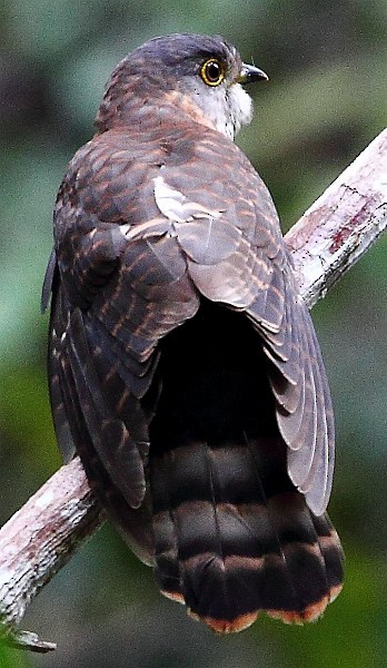 Hodgson's Hawk-Cuckoo - Rosli Omar