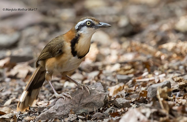 Lesser Necklaced Laughingthrush - ML378801221