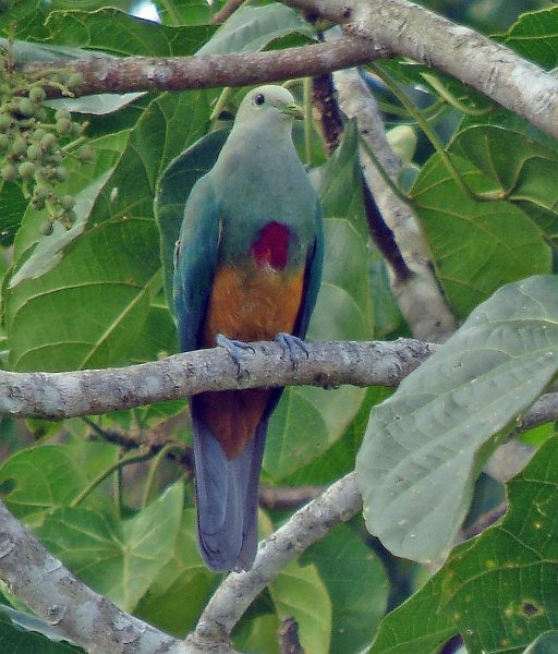 Scarlet-breasted Fruit-Dove - ML378802941
