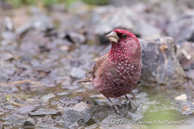 Great Rosefinch (Spotted) - ML378802961