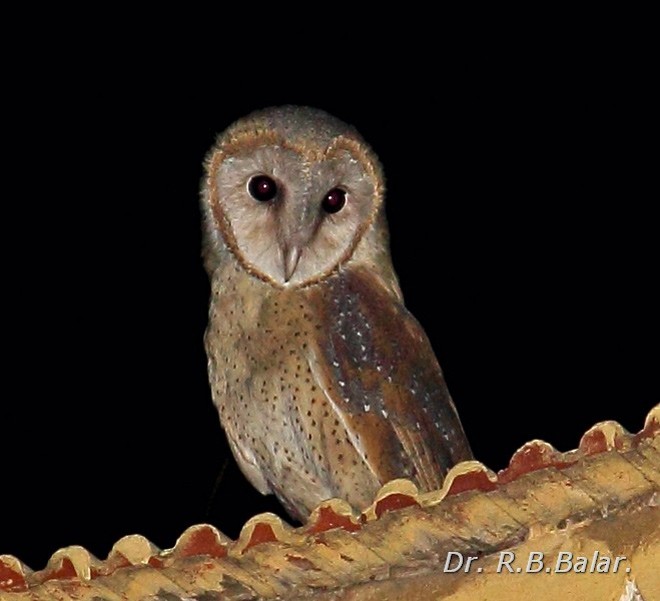 Barn Owl (Eastern) - ML378803991
