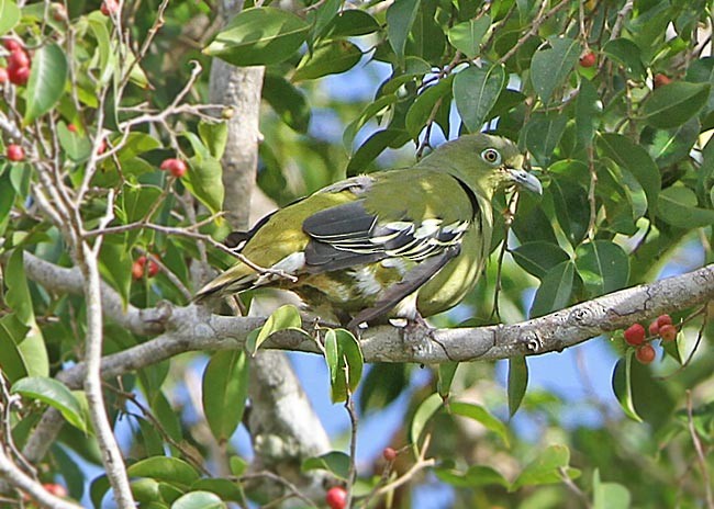 Тиморский зелёный голубь - ML378805651