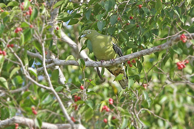 Тиморский зелёный голубь - ML378805661