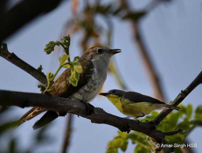 Little Bronze-Cuckoo (Little) - Amar-Singh HSS