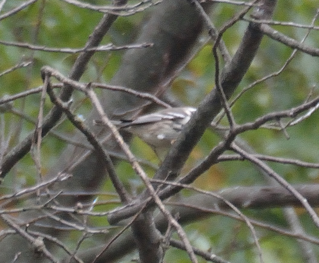 Yellow-throated Warbler - ML37881071