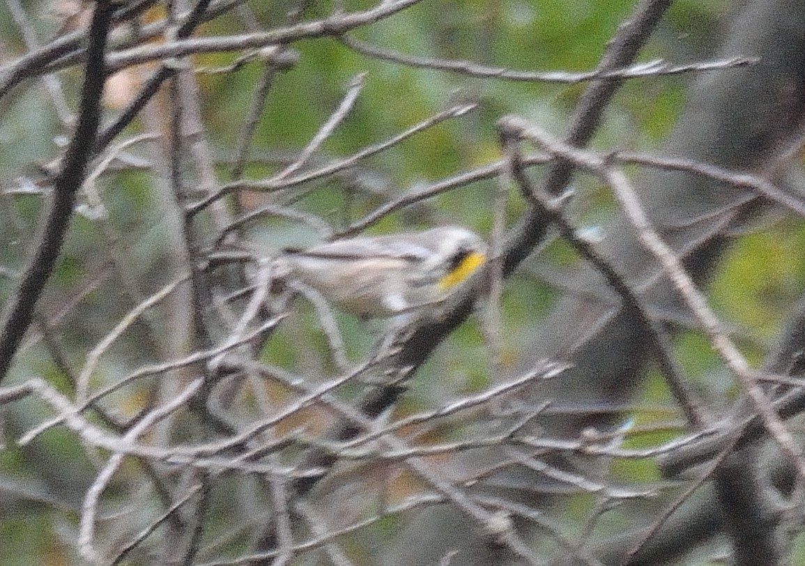 Yellow-throated Warbler - ML37881171