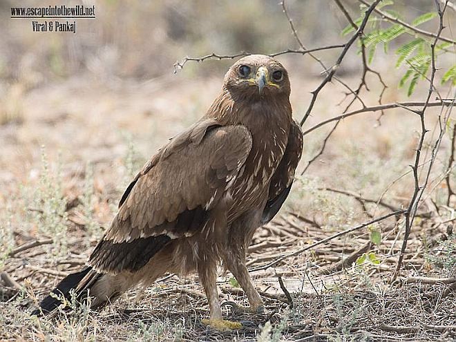 Indian Spotted Eagle - ML378812901