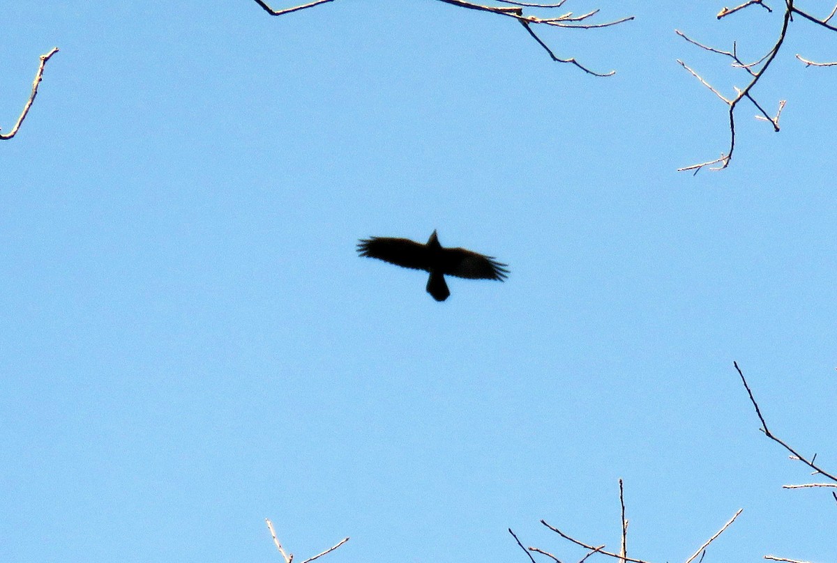 Common Raven - Leslie Ferree