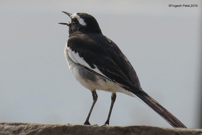 White-browed Wagtail - ML378815511