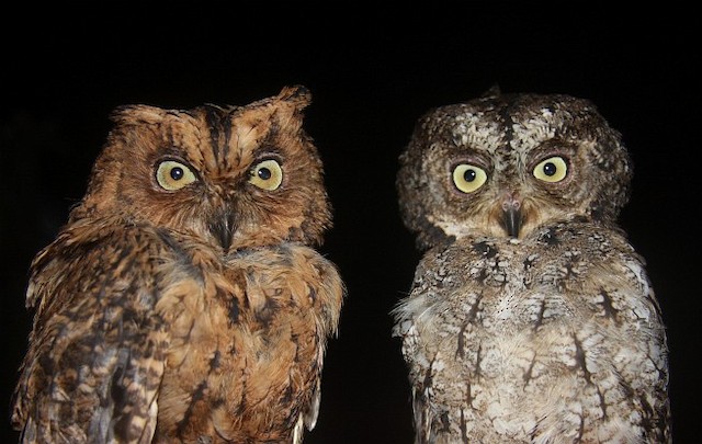 Moluccan Scops-Owl. - Moluccan Scops-Owl (Moluccan) - 