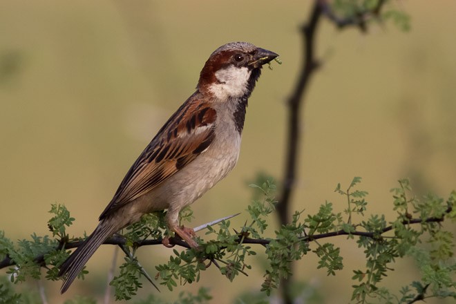 House Sparrow - Sarala Jeevanthi