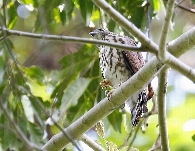 Vinous-breasted Sparrowhawk - ML378818911