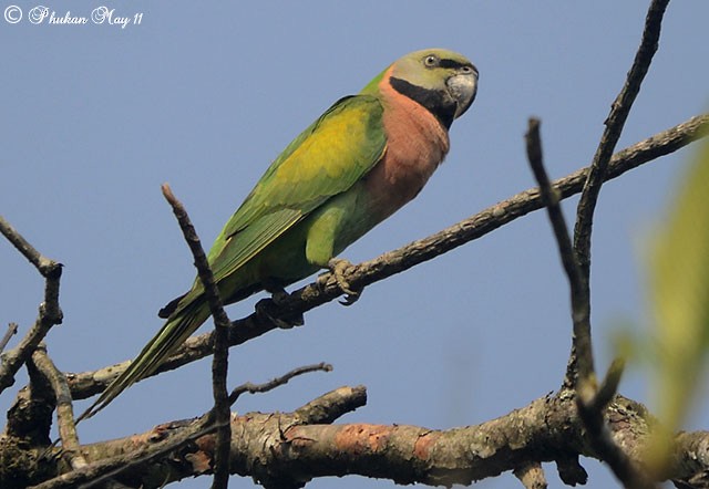 Red-breasted Parakeet - Raj Phukan