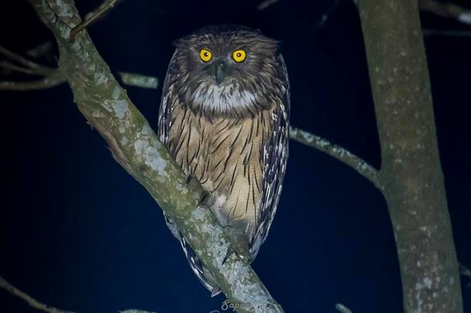 Brown Fish-Owl (Eastern) - SAPON BARUAH