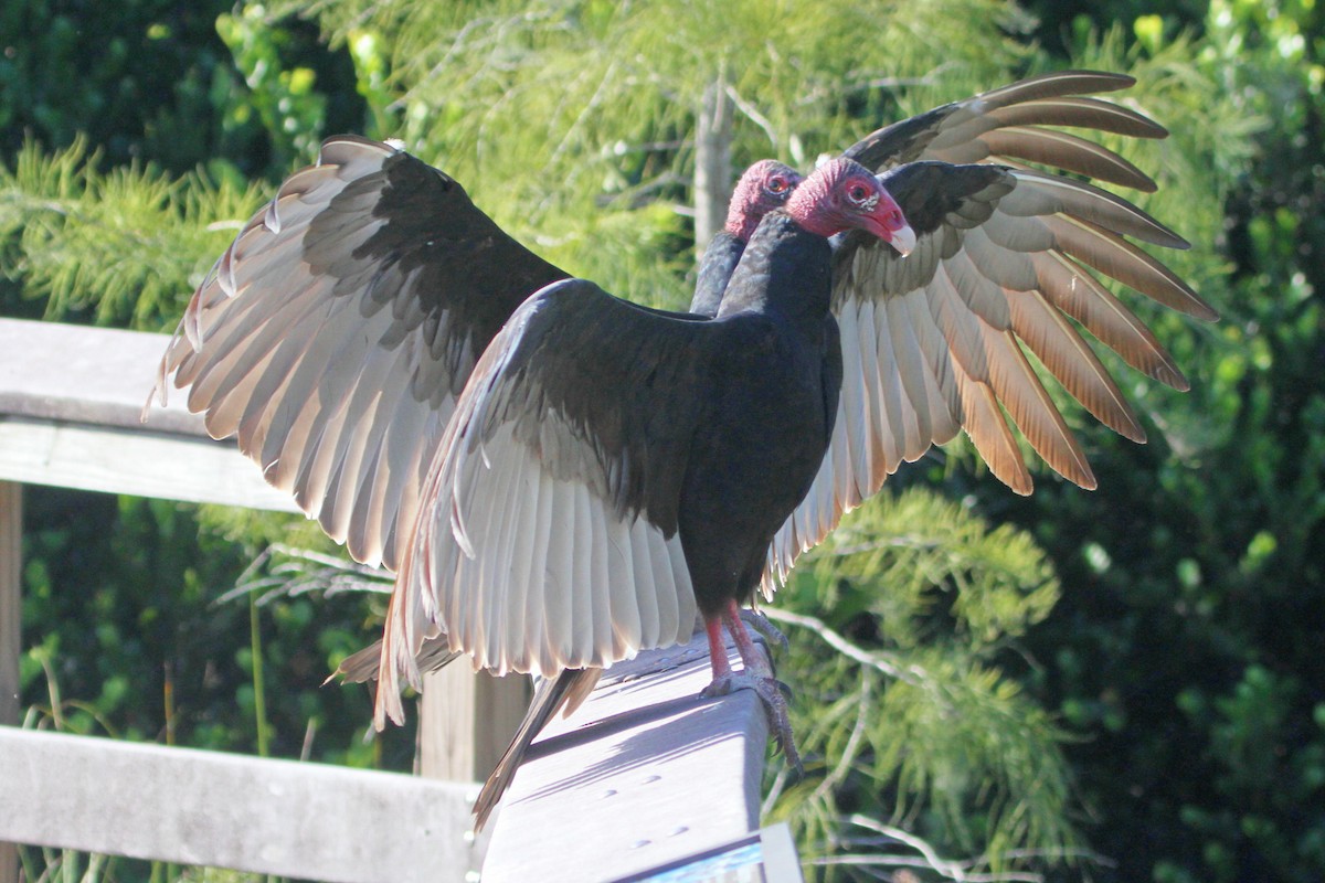 Turkey Vulture - Larry Urbanski