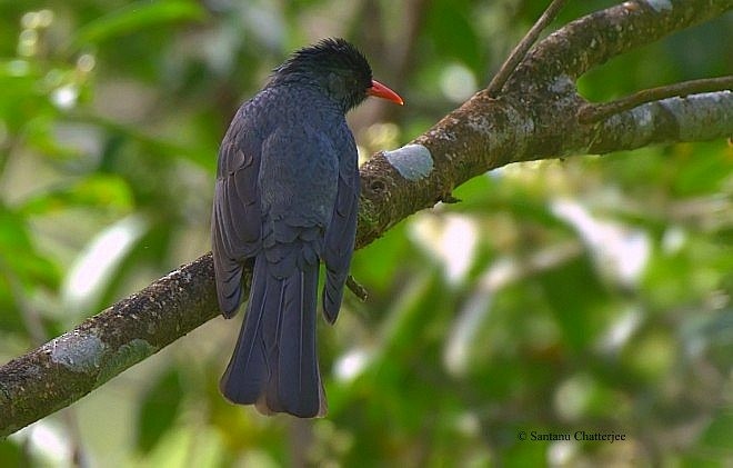 Square-tailed Bulbul (Indian) - ML378826291