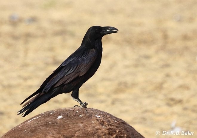 Common Raven - Dr. Raghavji Balar