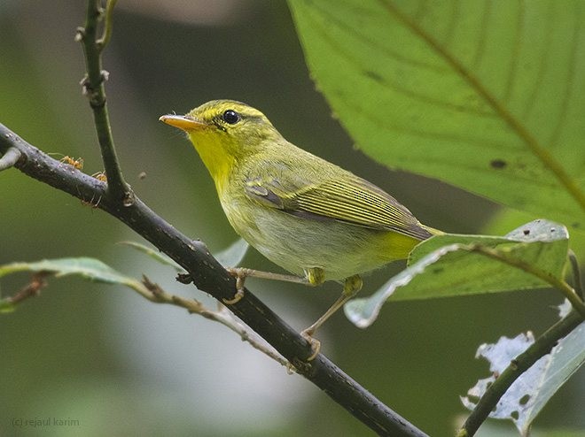 Yellow-vented Warbler - ML378828441
