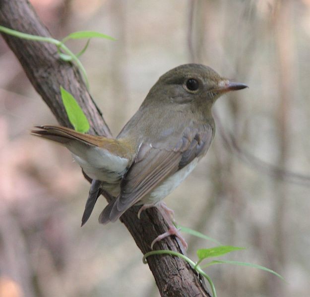 Brown-chested Jungle Flycatcher - ML378829011
