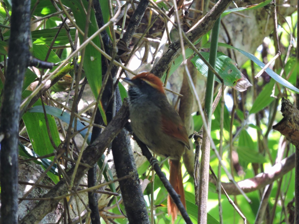 Rufous-capped Spinetail - ML37882911