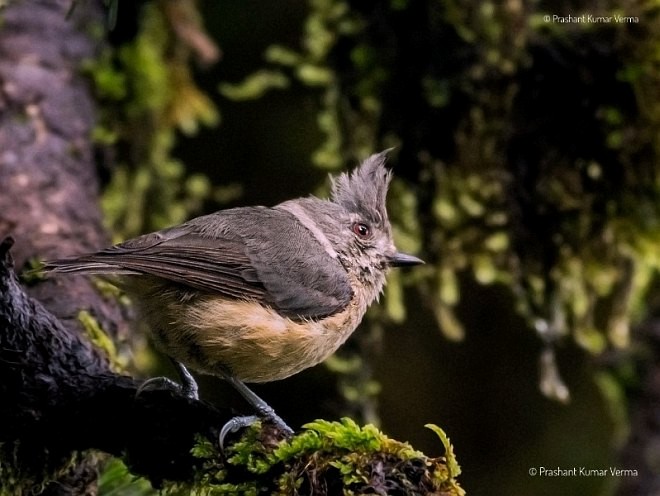 Gray-crested Tit - ML378830351