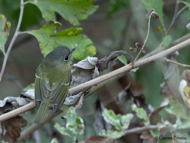 Green Shrike-Babbler (Black-crowned) - Garima Bhatia