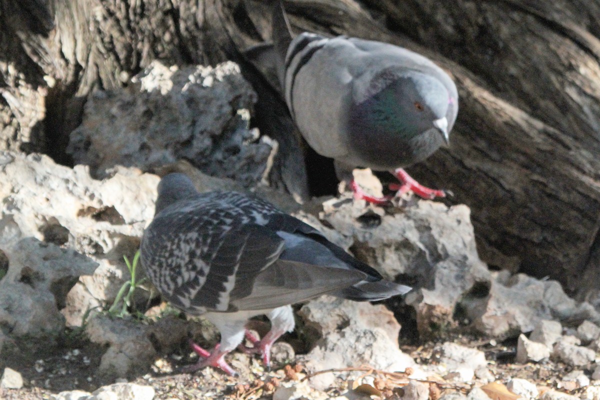 Rock Pigeon (Feral Pigeon) - Larry Urbanski