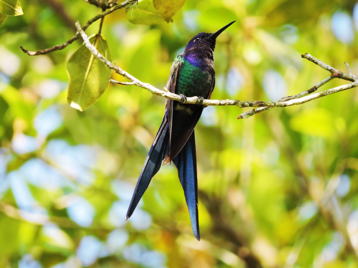Swallow-tailed Hummingbird - Fabio Barata