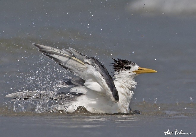 Great Crested Tern - ML378839121