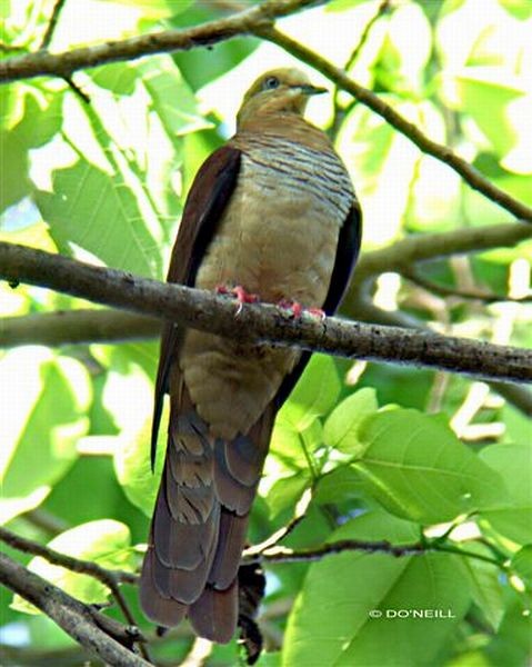 Sultan's Cuckoo-Dove (Sulawesi) - ML378839761