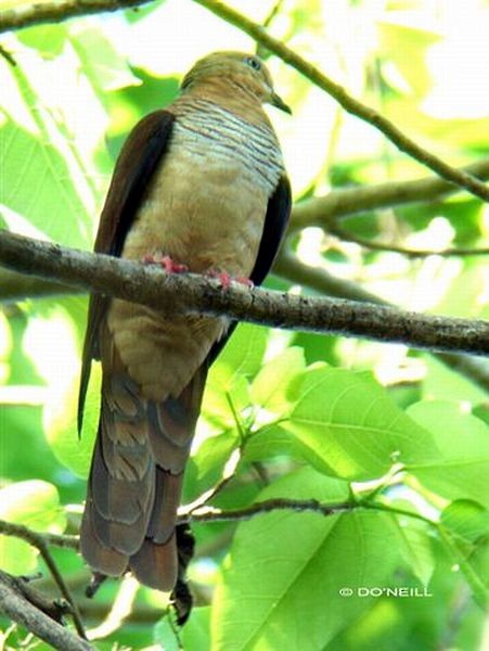 Sultan's Cuckoo-Dove (Sulawesi) - ML378839771