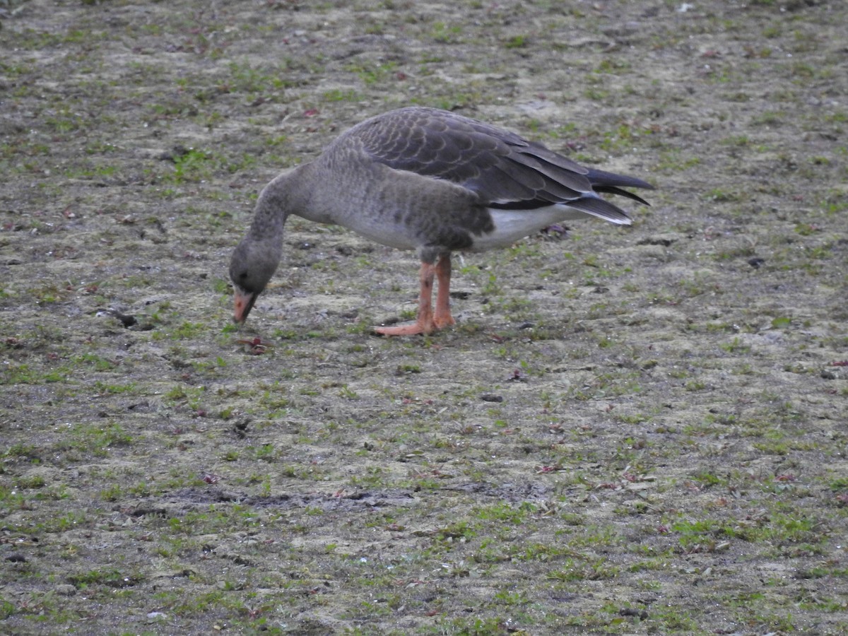Greater White-fronted Goose - Doug Mongerson