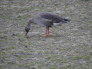 Greater White-fronted Goose, ML378840331
