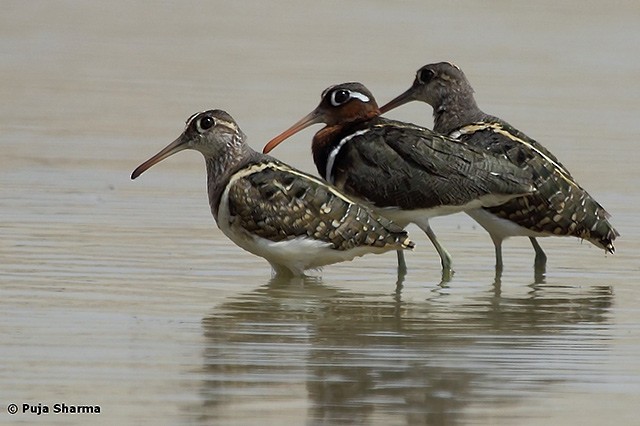 Greater Painted-Snipe - Puja Sharma