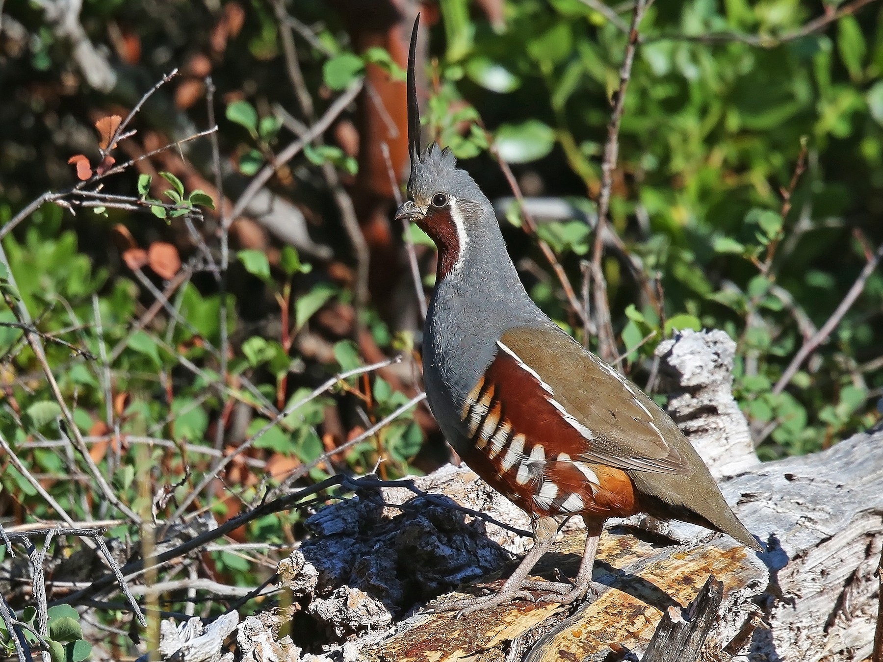 Mountain Quail eBird