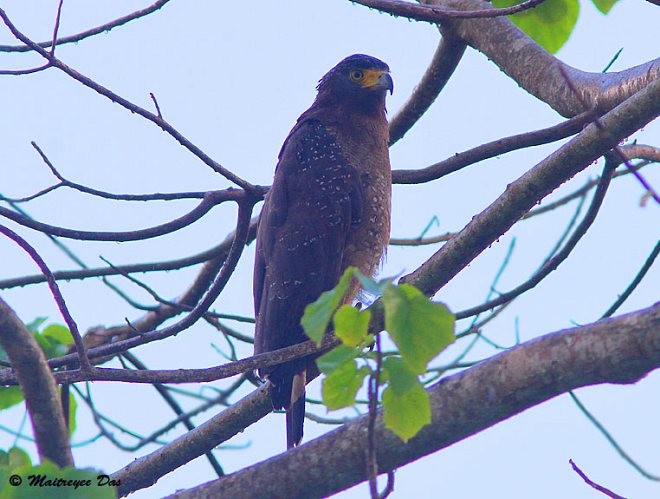 Crested Serpent-Eagle (Andaman) - ML378846601