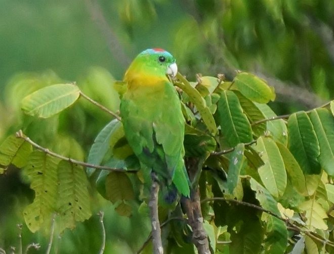 Yellow-breasted Racquet-tail - ML378847391