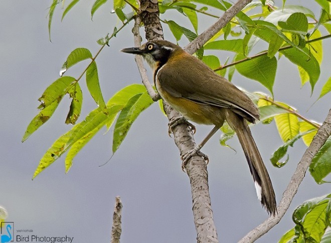Lesser Necklaced Laughingthrush - ML378849541