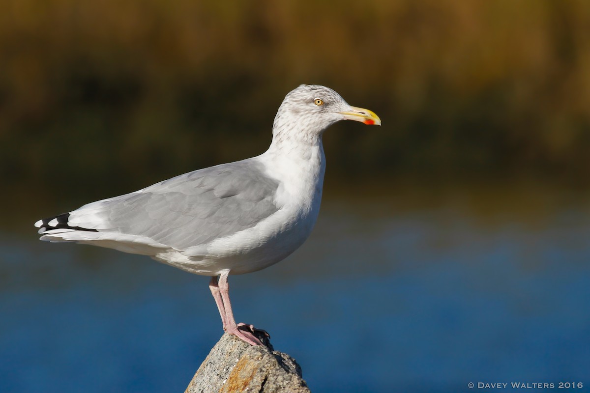 Herring Gull (American) - Davey Walters